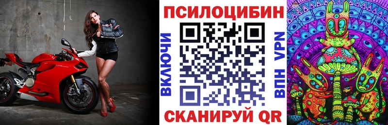 Галлюциногенные грибы Psilocybe Новозыбков