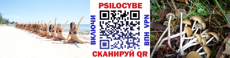 Псилоцибиновые грибы Psilocybine cubensis  Новозыбков 